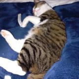 Picture of cat lost at Louverne