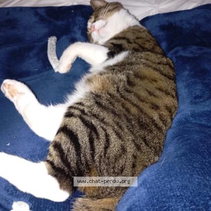 Photo 1/1 Tequila Chat lost in Louverne