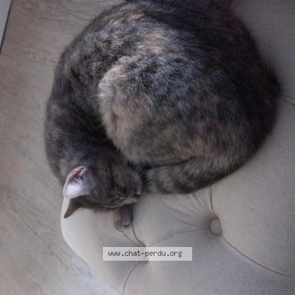 Photo 1/1 Bb Chat lost in Valenciennes
