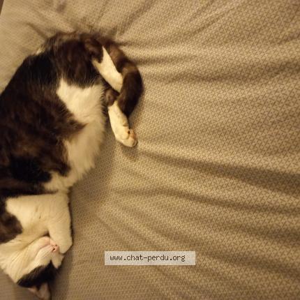 Photo 1/1 Cash Chat lost in Paris