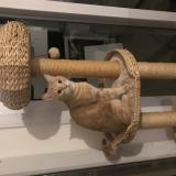 Picture of cat lost at Saint Martin D Heures