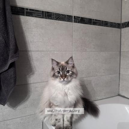 Foto einer verlorenen Katze in Collonges