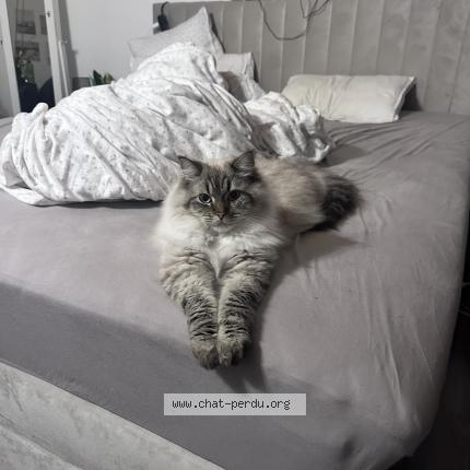 Foto 2/2 Wiedergefundene Katze Verloren in Collonges