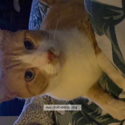 Photo 1/1 Coco Chat lost in Caunes minervois