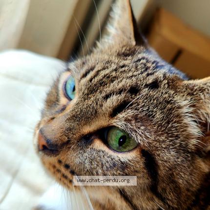 Photo 1/1 Willy Chat lost in Etterbeek