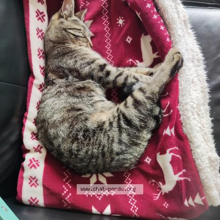 Photo 1/1 Nyx Chat lost in Treillieres