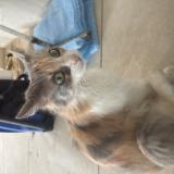 Picture of cat found at Castelnau Le Lez