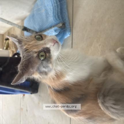 Photo 1/1 Found cat Found in Castelnau le lez