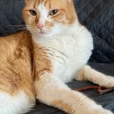 Picture of cat lost at Wissous