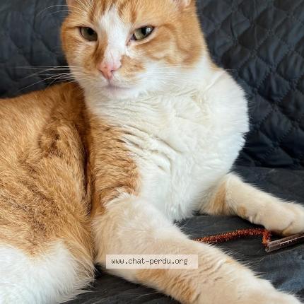 Photo 1/1 Whisky Chat lost in Wissous