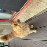 Picture of cat found at Petit Lancy