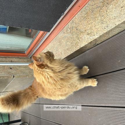 Photo 1/1 Found cat Found in Petit lancy