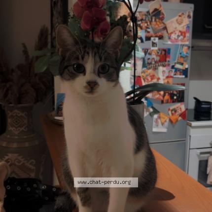 Photo 1/1 Bey Chat lost in Saint aunes