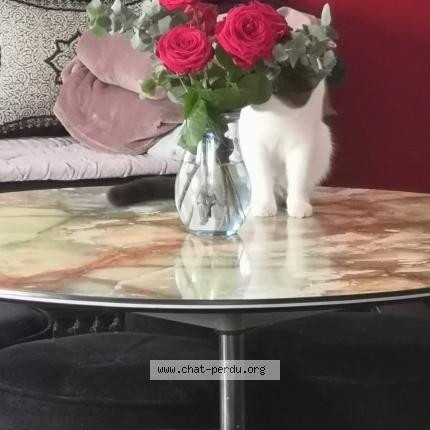 Foto 1/1 Kat teruggevonden Vermist in Bruxelles