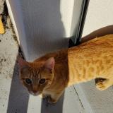 Picture of cat lost at Vandoeuvres