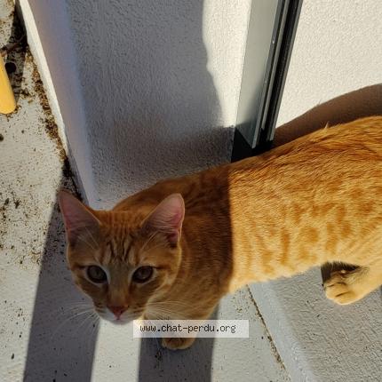 Photo 1/1 Marlo Chat lost in Vandoeuvres