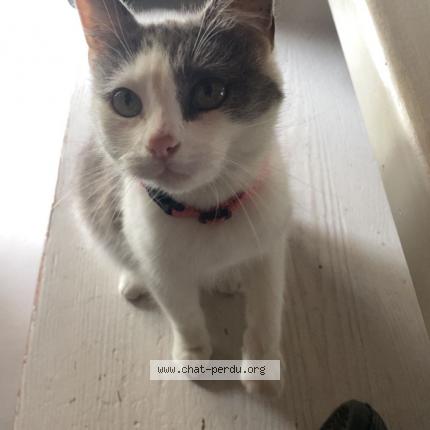 Photo 1/1 Gribouille Chat lost in Le chatellier