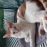 Picture of cat lost at Chaniers