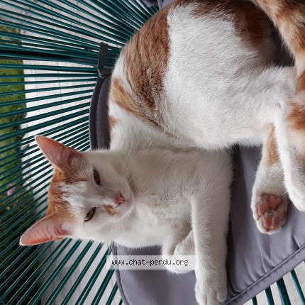 Photo 1/1 Sunny Chat lost in Chaniers