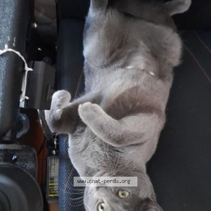 Photo 1/1 X&Egrave;NA Chat lost in Ales