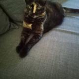 Picture of cat lost at Le Grau Du Roi