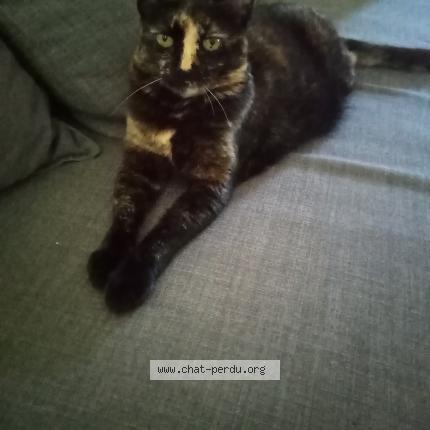 Photo 1/1 Lola Chat lost in Le grau du roi