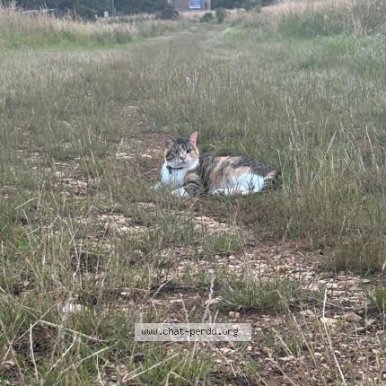 Photo 1/2 Kara Chat lost in Corquoy