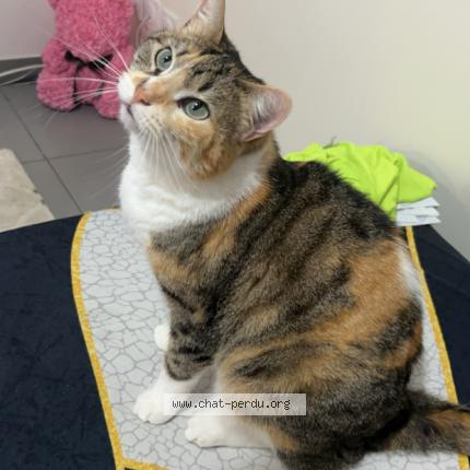 Photo 2/2 Kara Chat lost in Corquoy