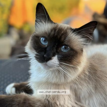 Photo 1/1 Thiamine Chat lost in Brive la gaillarde