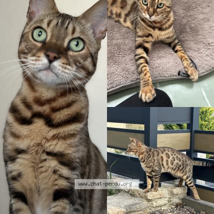 Photo 1/1 Oréo Chat lost in Gissey sur ouche