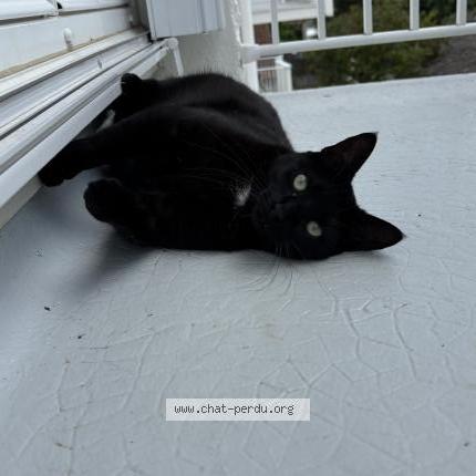 Photo 1/1 Umbra Chat lost in Montmorillon