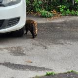 Picture of cat found at Nancy