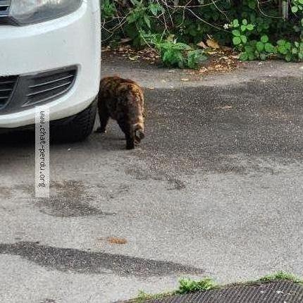 Photo 1/2 Found cat Found in Nancy