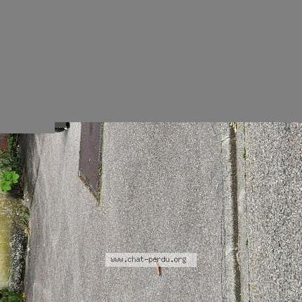 Photo 2/2 Found cat Found in Nancy