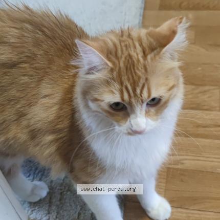 Photo 1/1 Waka Chat lost in Cheny