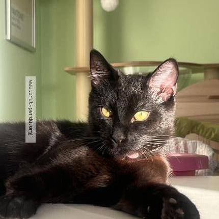 Photo 1/1 Tony Ryū Chat lost in Sevran