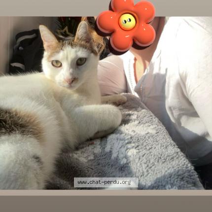 Photo 1/1 Nina Chat lost in Fontaine la mallet