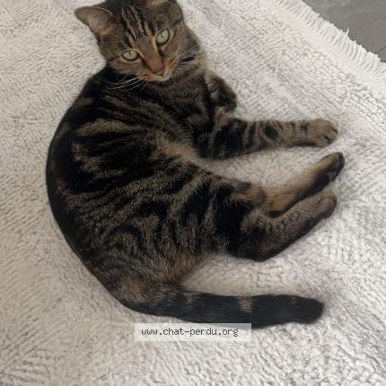 Photo 1/1 Bibiche Chat lost in Epone