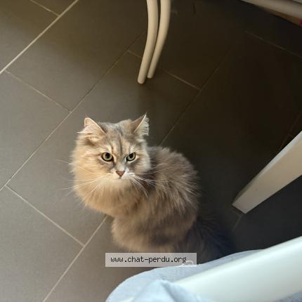 Photo 1/1 Trinity Chat lost in Marseille