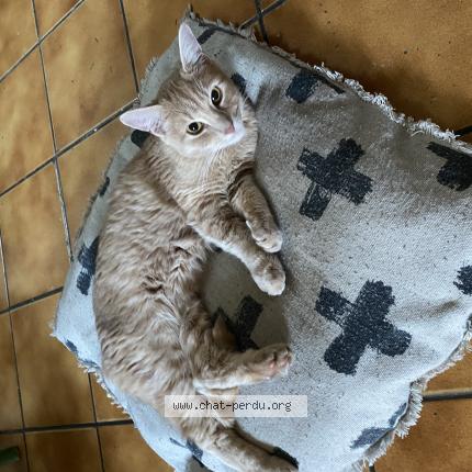 Photo 1/1 Théo Chat lost in Oysonville