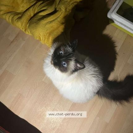 Photo 1/1 Sham Chat lost in Gournay en bray