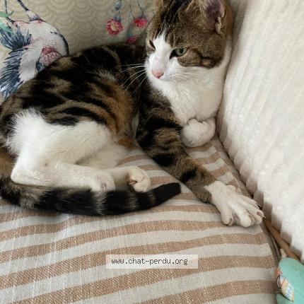 Photo 1/1 Zadig Chat lost in Epieds en beauce