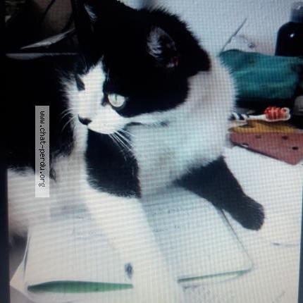 Photo 1/1 Lola Chat lost in Belesta