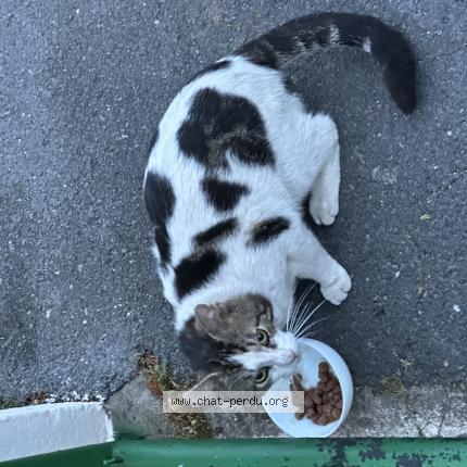 Photo 1/1 Found cat Found in Reims