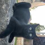 Picture of cat lost at Ormancey