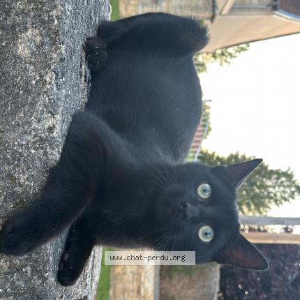 Photo 1/1 Zazou Chat lost in Ormancey