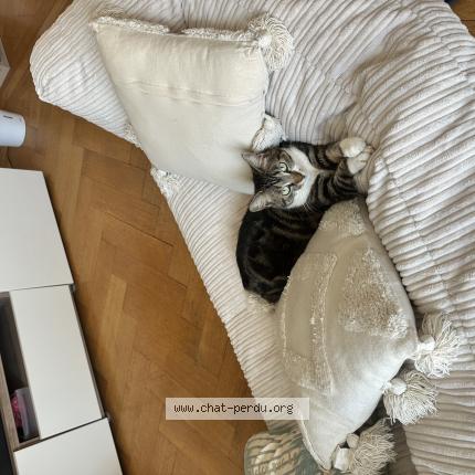 Foto 1/1 Wiedergefundene Katze Verloren in Marin Epagnier