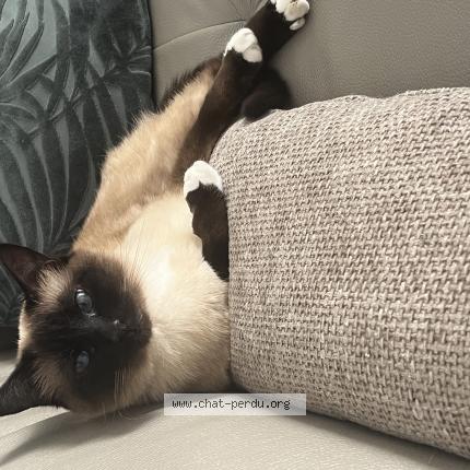 Photo 1/1 Gaïa Chat lost in Clairoix