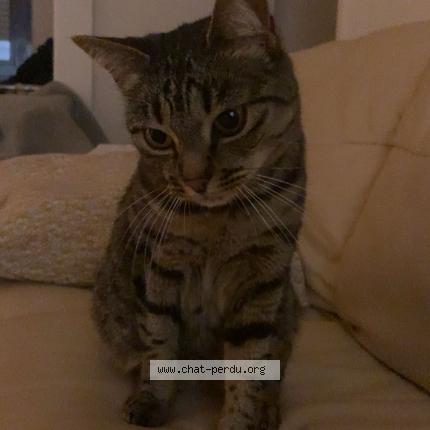 Photo 1/2 Nala Chat lost in Montbeliard