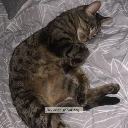 Photo 2/2 Nala Chat lost in Montbeliard